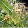 pieris brassicae imago3 don